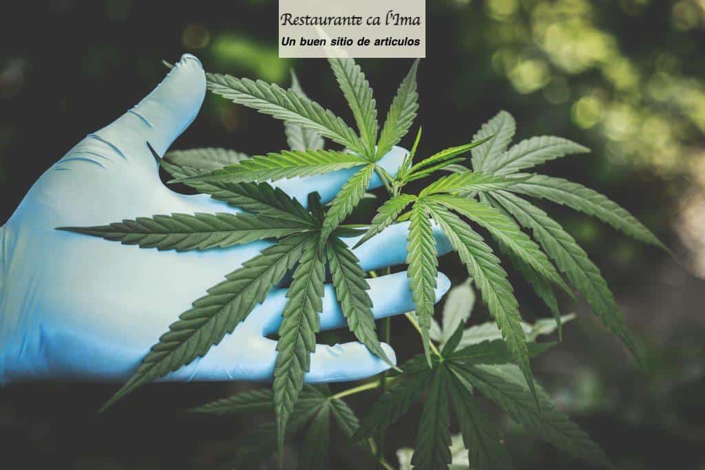 Tipos de flores de CBD